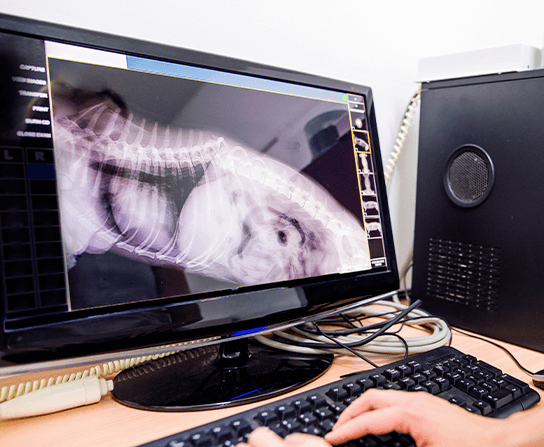 Dental Radiography - Aztec Animal Clinic